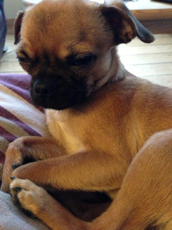 Blanding af racer Valter billede 5