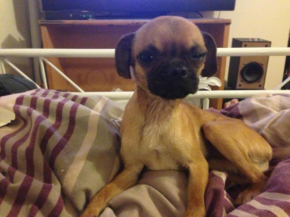 Blanding af racer Valter billede 6