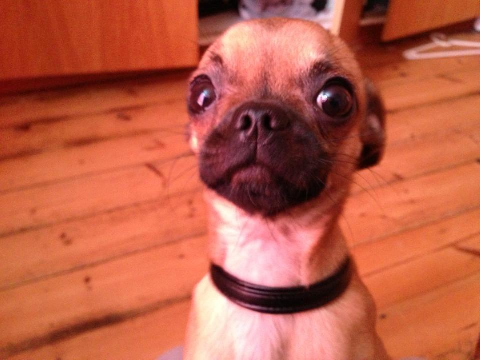 Blanding af racer Valter billede 1