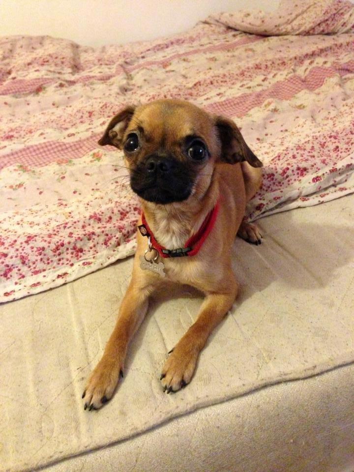 Blanding af racer Valter billede 7