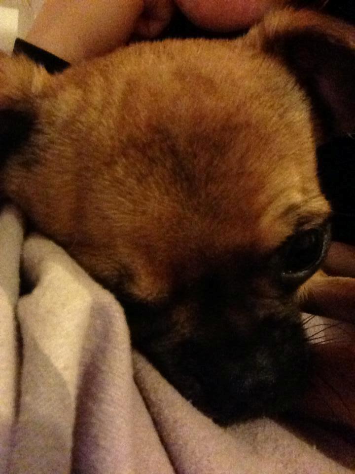 Blanding af racer Valter billede 8