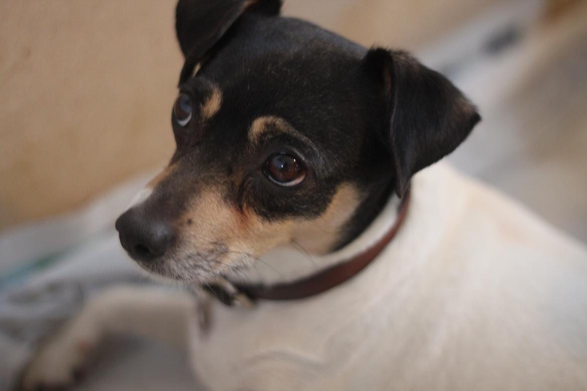 Dansk svensk gaardhund Jessie billede 2