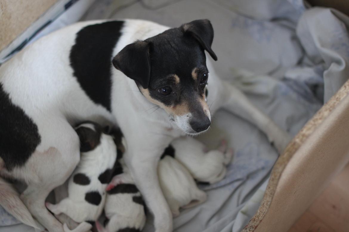 Dansk svensk gaardhund Jessie billede 3