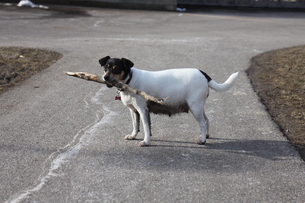 Dansk svensk gaardhund Jessie - Tykke hund, med hvalpe i mavsen billede 4