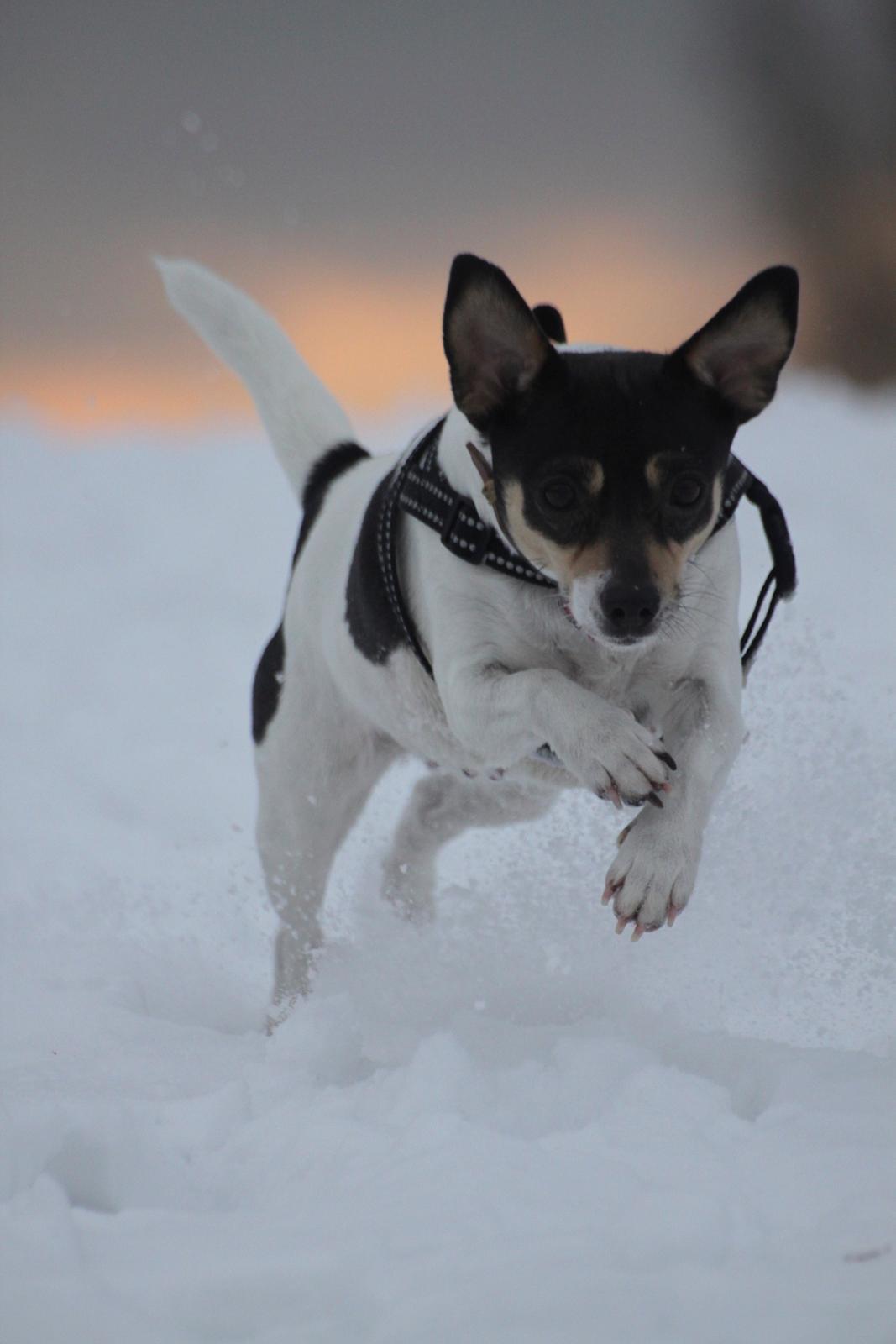 Dansk svensk gaardhund Jessie billede 5