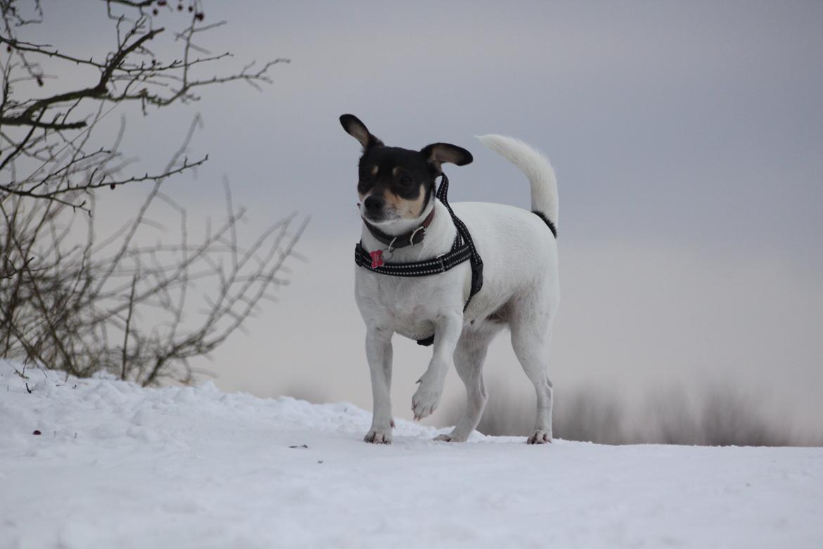 Dansk svensk gaardhund Jessie billede 6