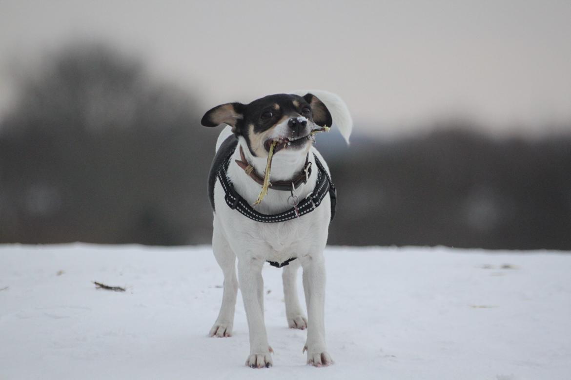 Dansk svensk gaardhund Jessie billede 7