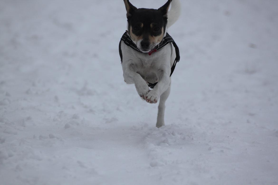 Dansk svensk gaardhund Jessie billede 8
