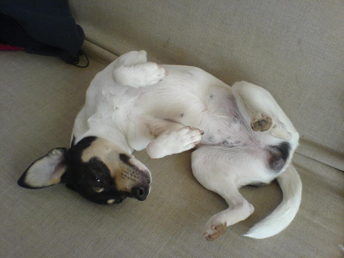 Dansk svensk gaardhund Jessie - ca. 1/2 år gammel billede 9