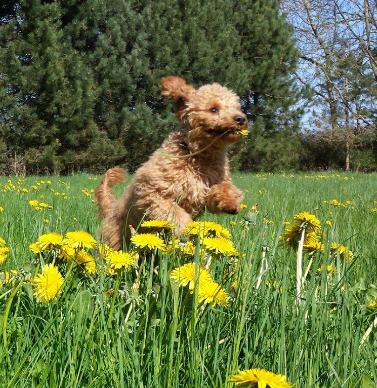 Dværgpuddel Freke - 14. maj 2013 billede 2