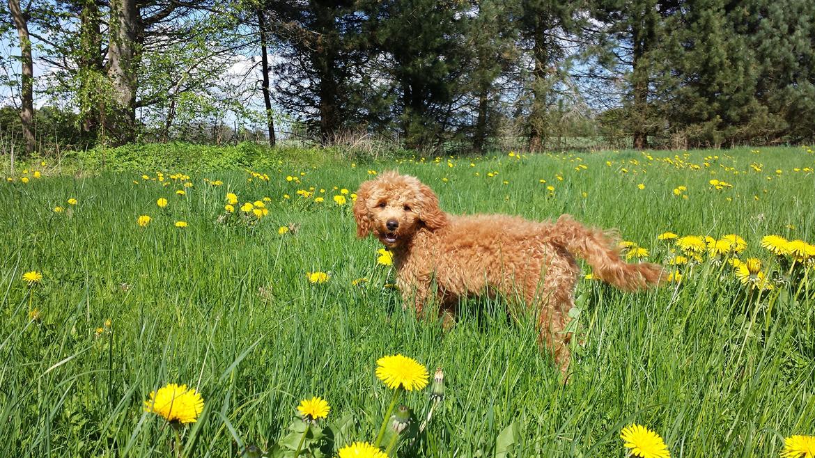 Dværgpuddel Freke - 14. maj 2013 billede 13