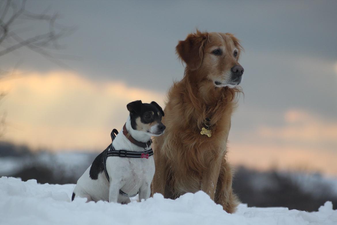 Dansk svensk gaardhund Jessie - Jessie og Zaki billede 10