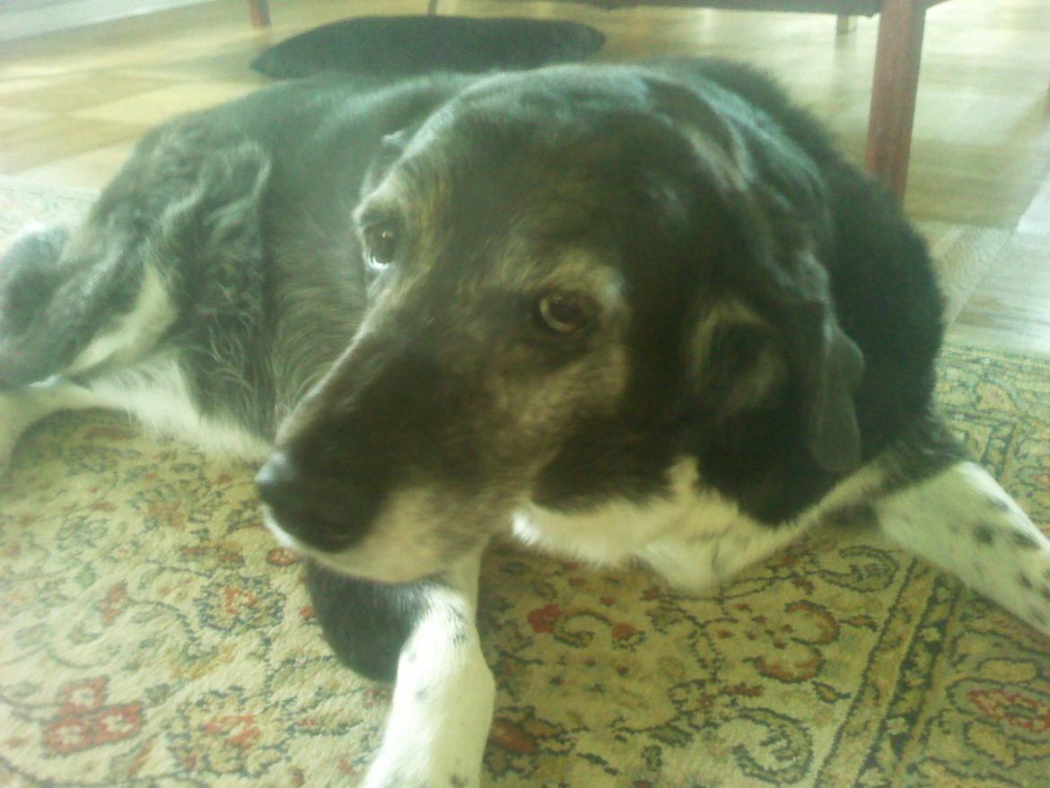 Blanding af racer Perle billede 1