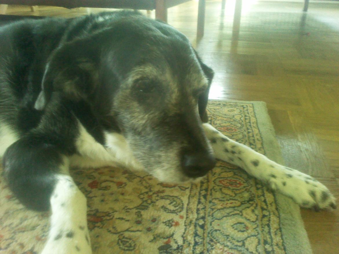 Blanding af racer Perle billede 2