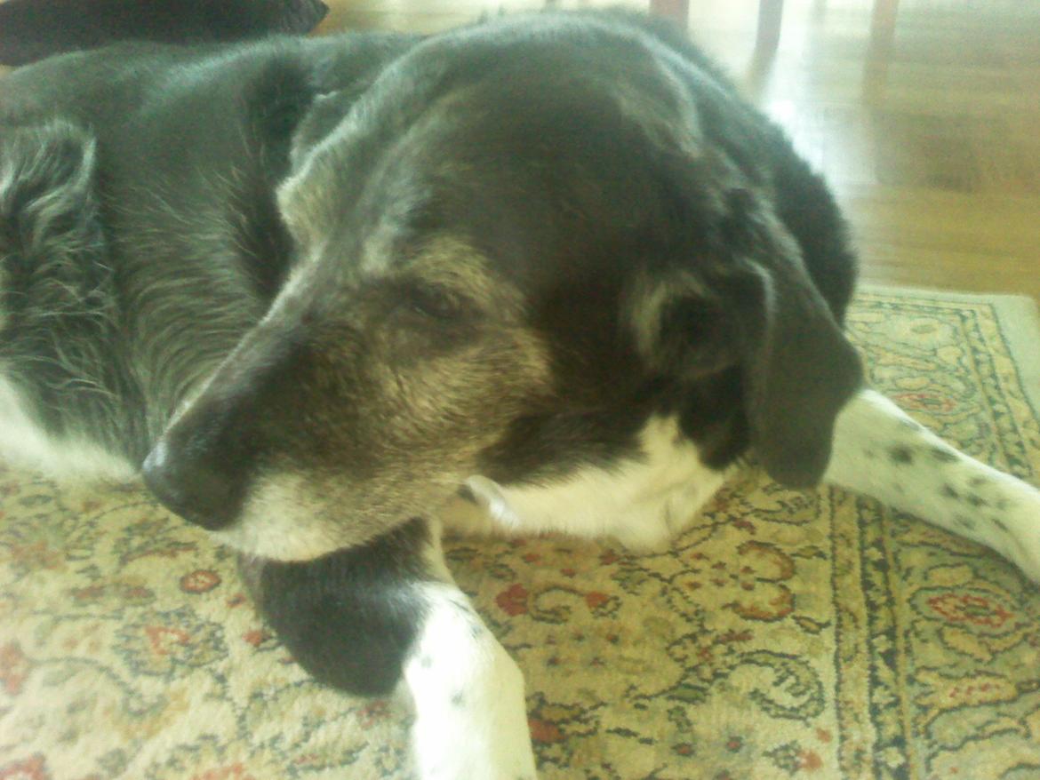 Blanding af racer Perle billede 3