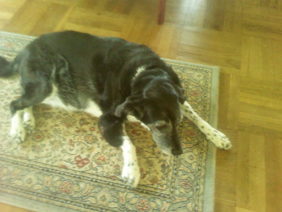 Blanding af racer Perle billede 4