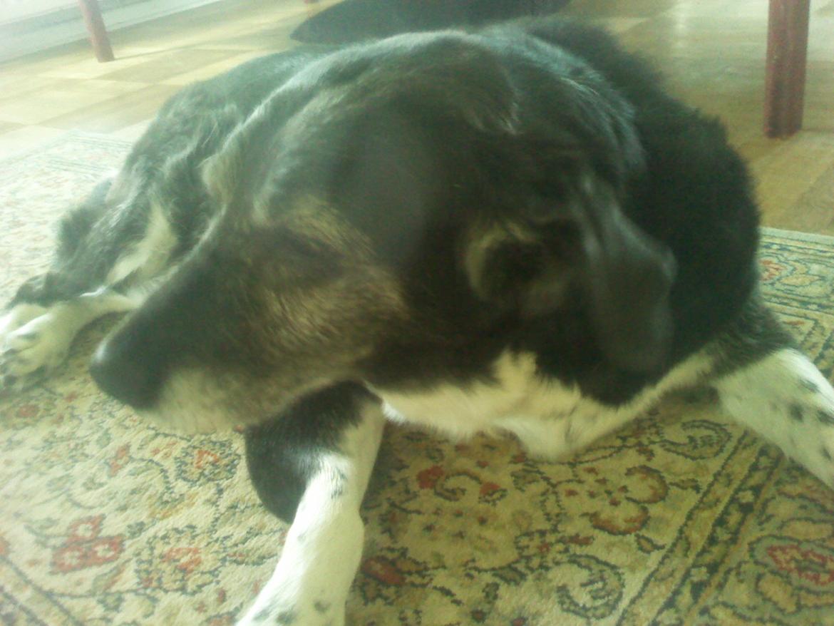 Blanding af racer Perle billede 5