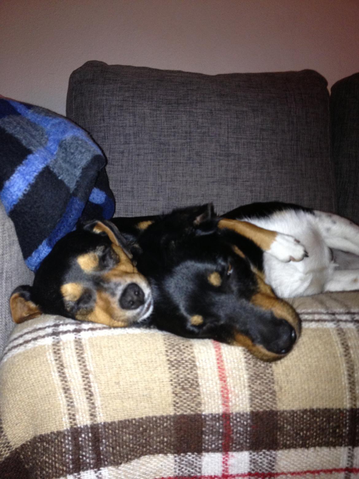 Blanding af racer Baily ( Puttepigen ) solgt - Idefix og jeg elsker at sove sammen :) billede 1