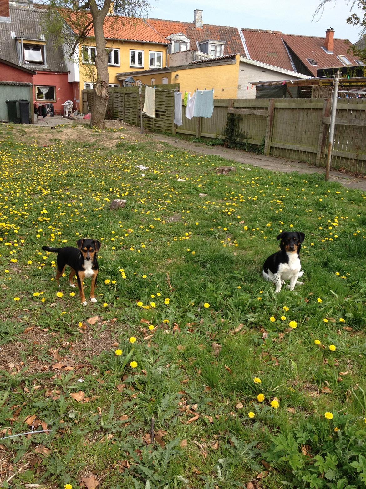 Blanding af racer Baily ( Puttepigen ) solgt - ren hygge i haven  billede 4