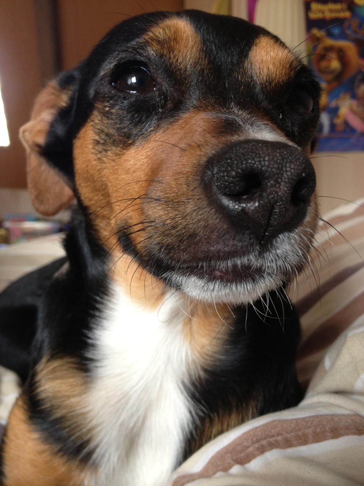 Blanding af racer Baily ( Puttepigen ) solgt - Mit smukke ansigt ;) billede 5