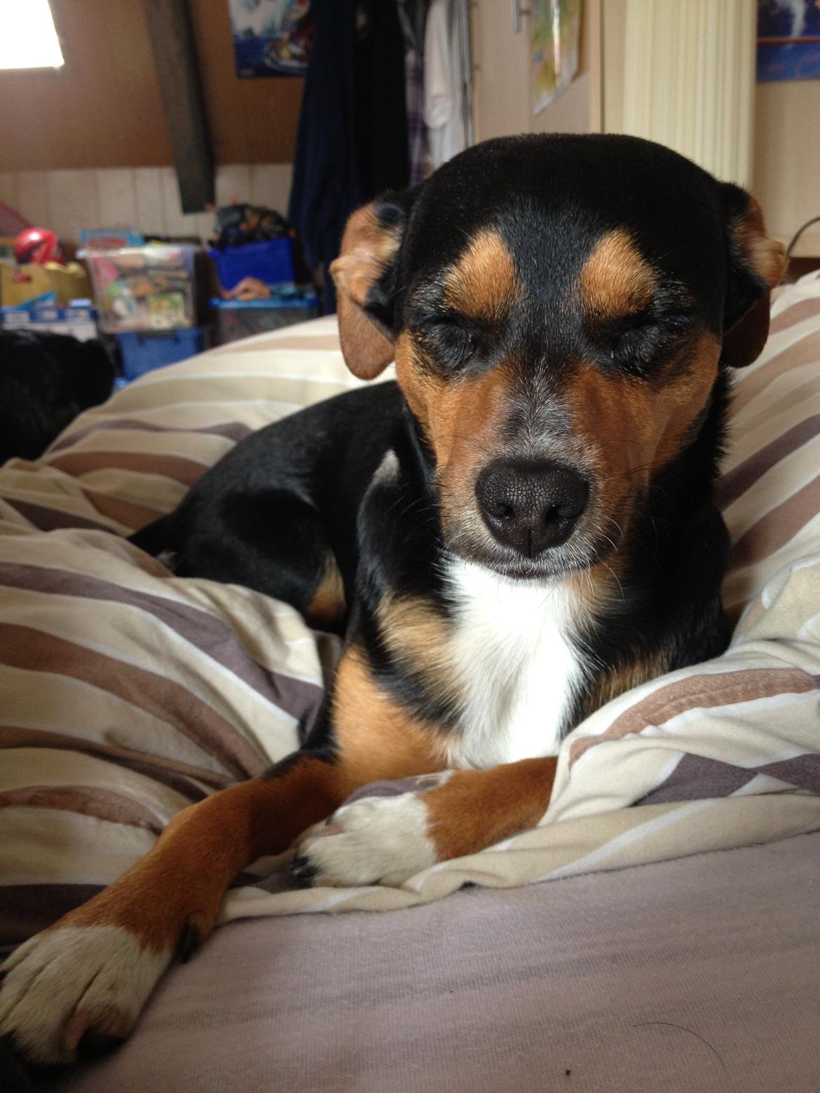 Blanding af racer Baily ( Puttepigen ) solgt - Min smukke puttepige <3 billede 6