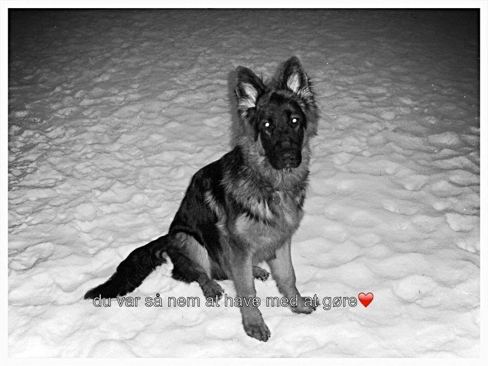 Schæferhund Santo (Nørrehedens Djibo) billede 2