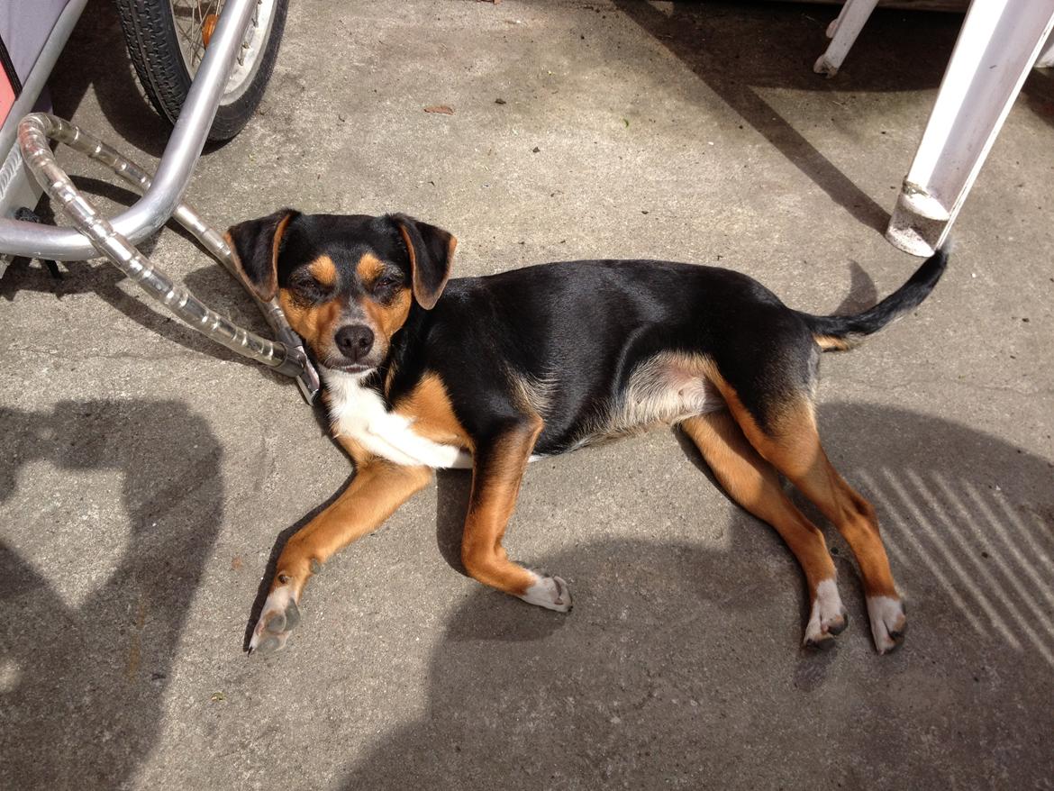 Blanding af racer Baily ( Puttepigen ) solgt - <3 billede 7