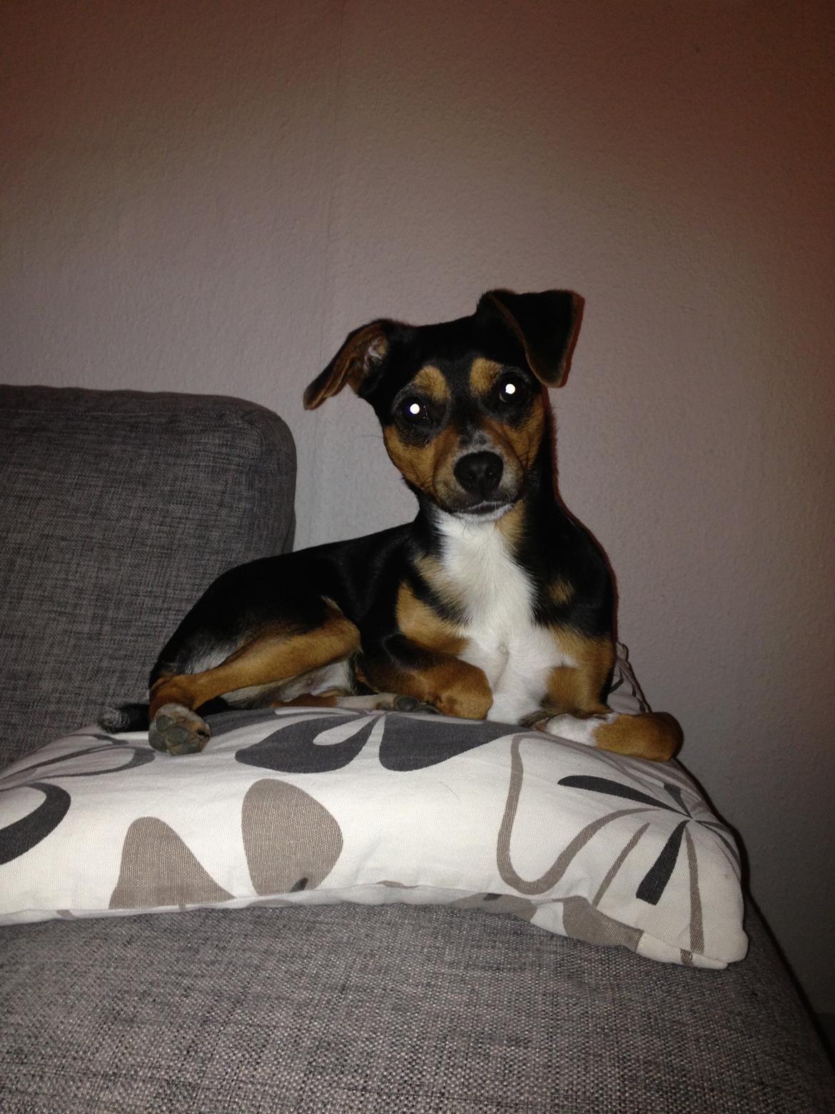 Blanding af racer Baily ( Puttepigen ) solgt - Lidt kongelig har man vel ,lov at være :) billede 8