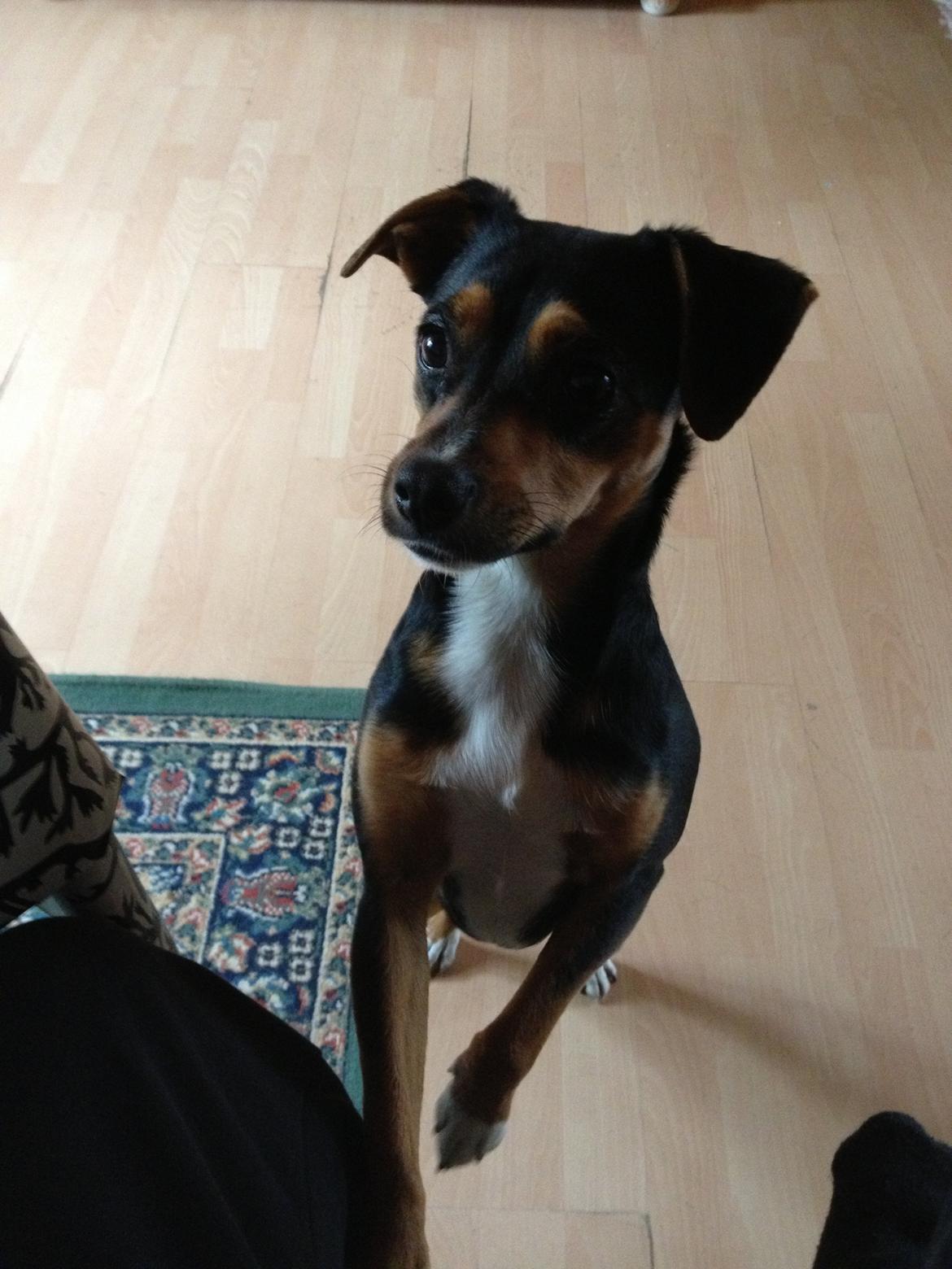 Blanding af racer Baily ( Puttepigen ) solgt - har du noget til mig mor ;D billede 10