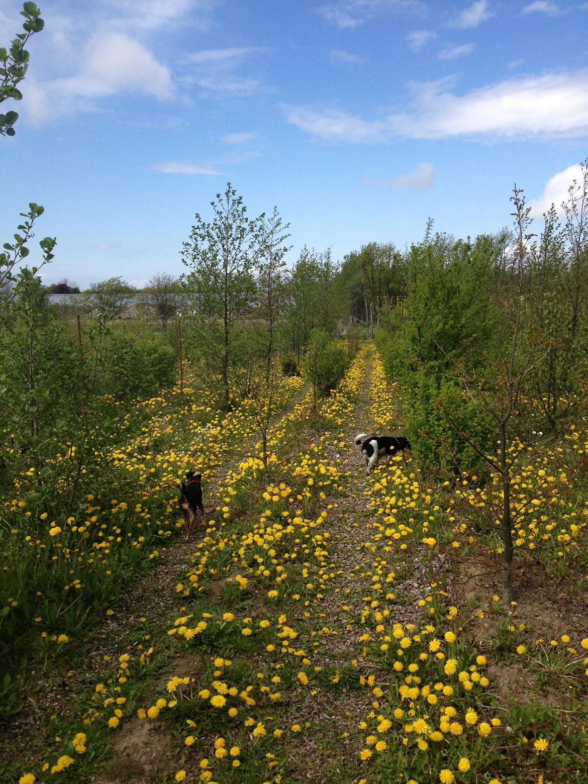 Blanding af racer Baily ( Puttepigen ) solgt - Nu vil jeg løbe videre rundt i hundeskoven ,Kan du have en god dag ,tak fordi du kiggede rundt på min profil <3 billede 12