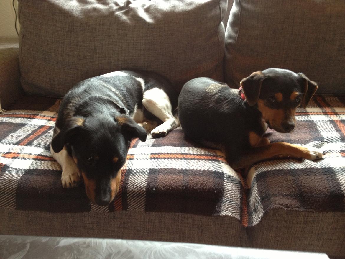 Blanding af racer Baily ( Puttepigen ) solgt - <3 billede 2