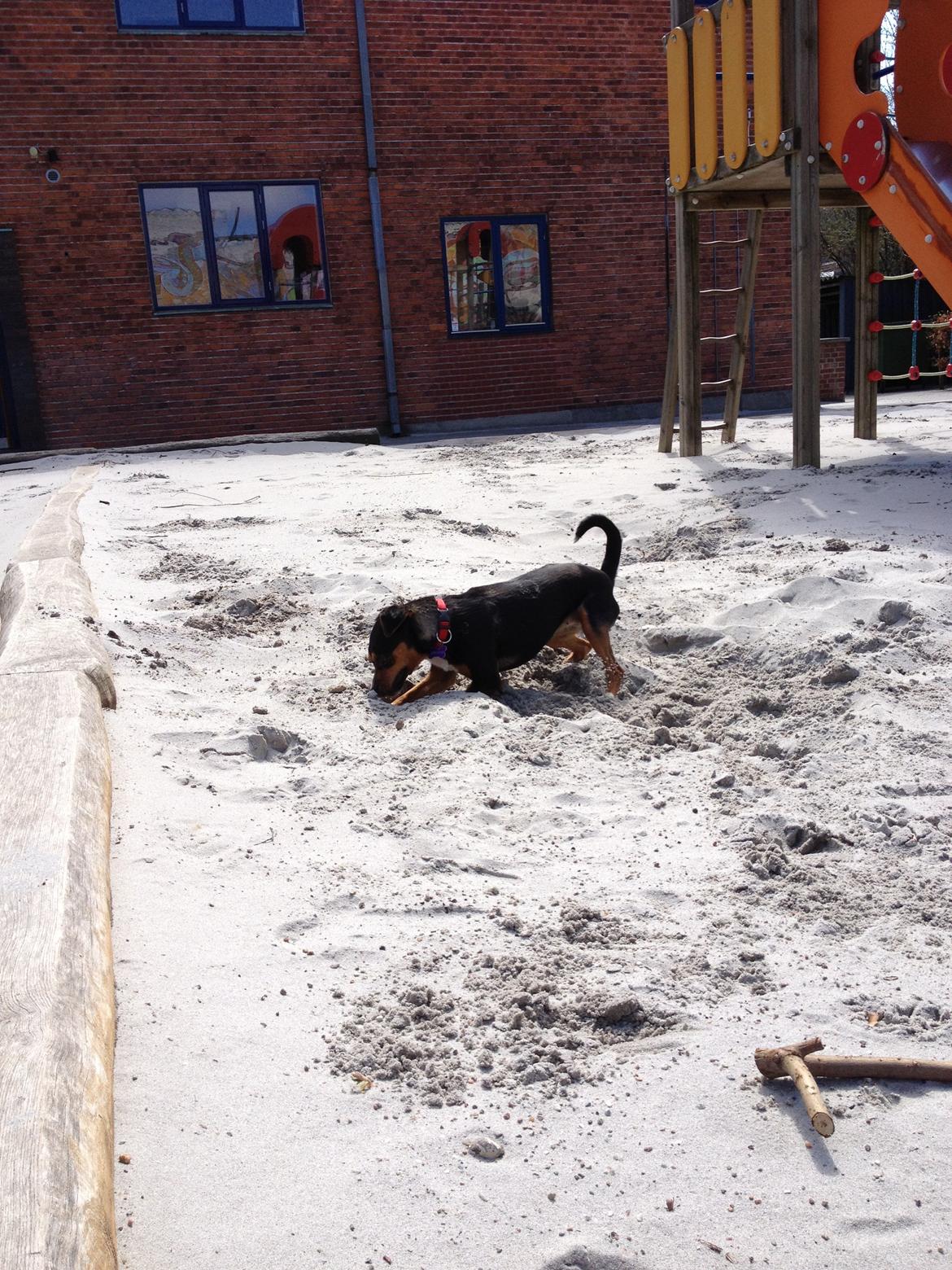 Blanding af racer Baily ( Puttepigen ) solgt - var der nogen mus :) billede 11