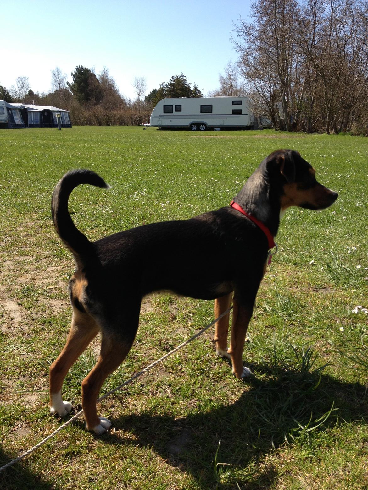 Blanding af racer Baily ( Puttepigen ) solgt - Mig i fuld profil :) billede 9