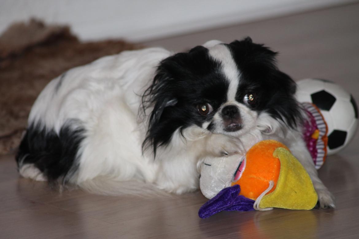 Japanese Tøsen - Elsker at bruge min bamse som hovedpude =) billede 16