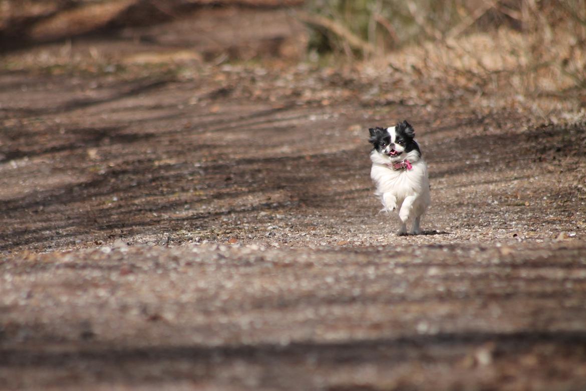 Japanese Tøsen - I fuld gallop ude i skoven =) billede 17