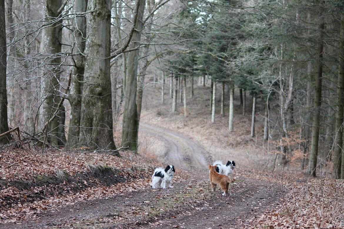 Japanese Tøsen - Elsker bare at gå tur i skoven! Min lillebror Spike og min legekammerat Aslan er også med =) billede 18