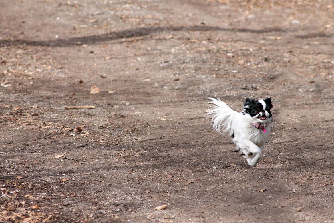Japanese Tøsen - Endnu et billede af mig som løber i skoven! billede 19