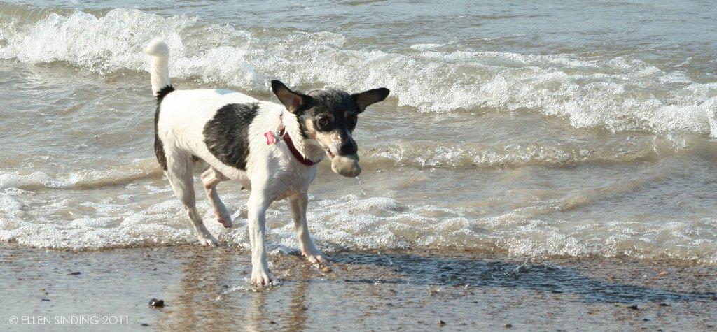 Dansk svensk gaardhund Jessie billede 11