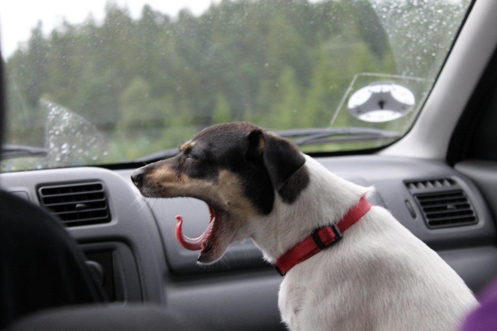 Dansk svensk gaardhund Jessie billede 12