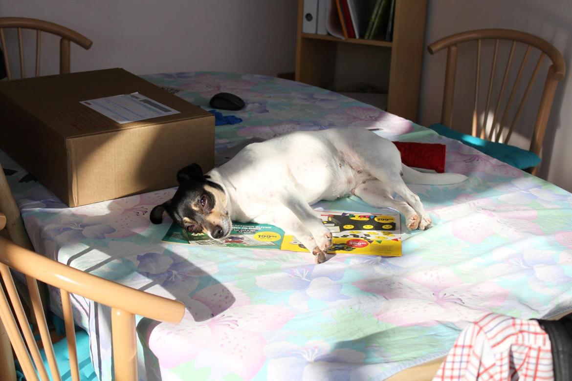 Dansk svensk gaardhund Jessie - Når solen ikke kommer til Jessie, ma Jessie jo komme til solen billede 13