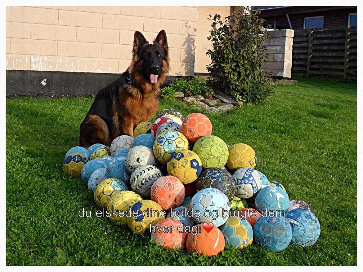 Schæferhund Santo (Nørrehedens Djibo) billede 8