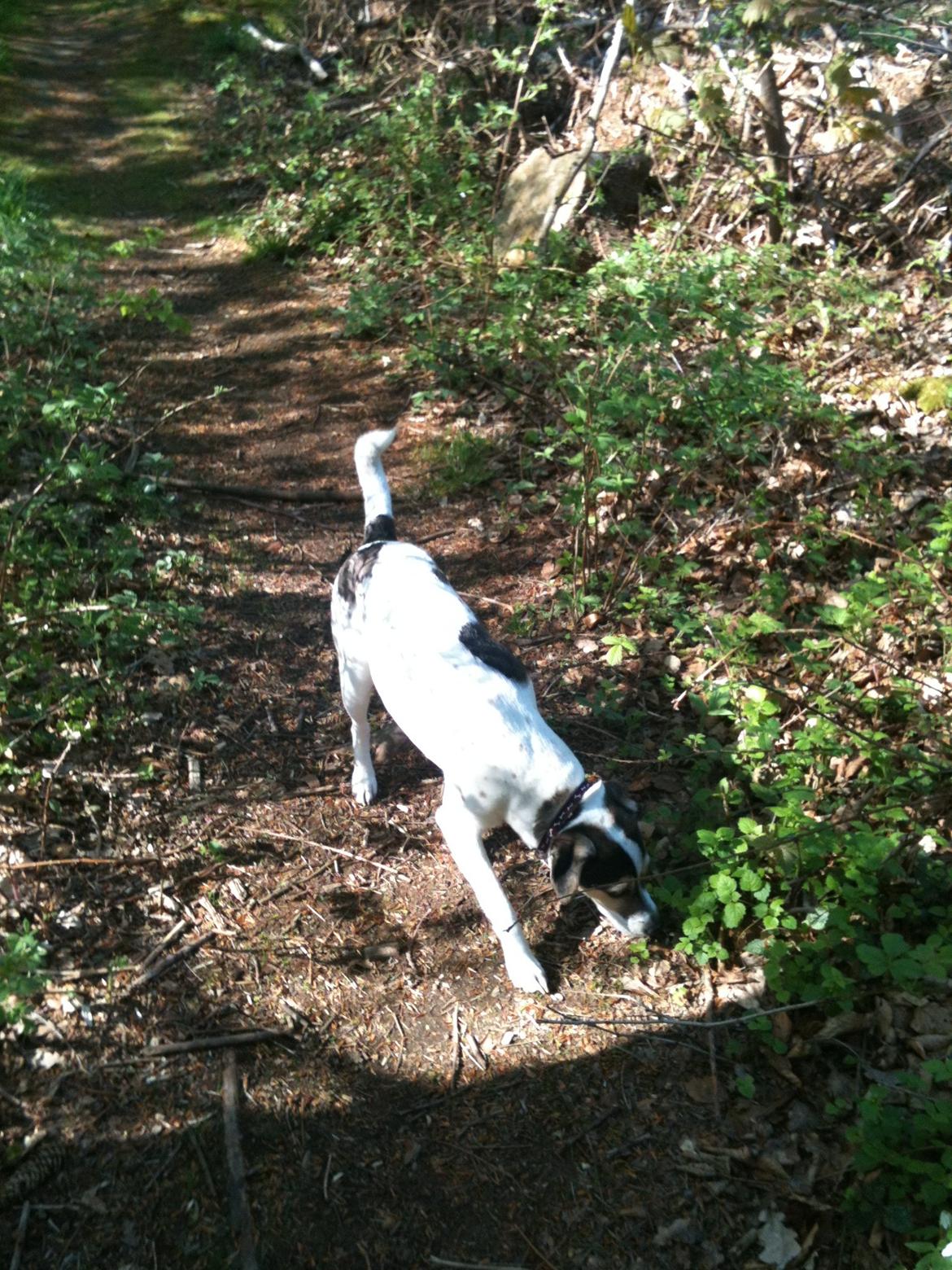 Dansk svensk gaardhund Hannibal billede 4