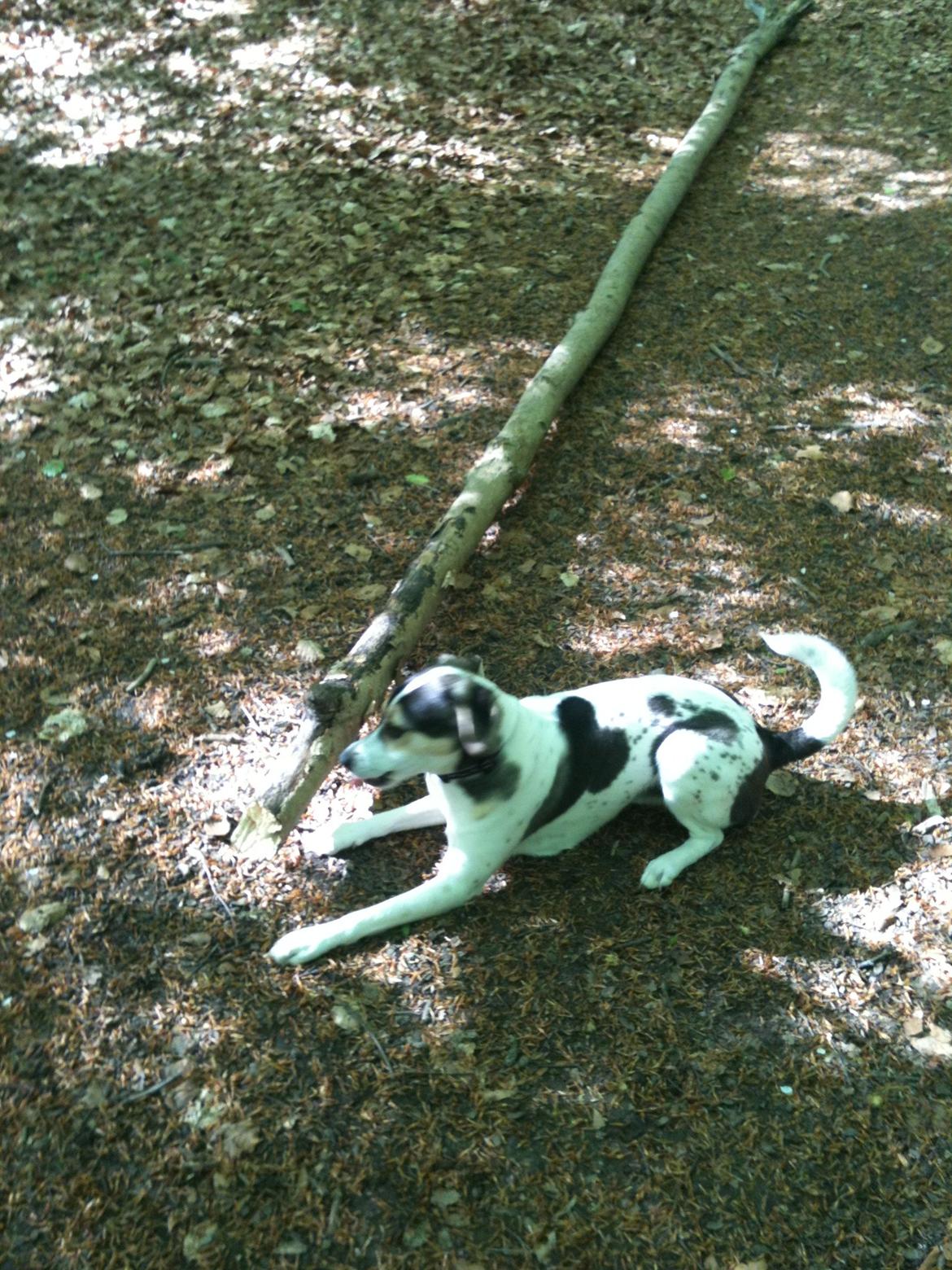 Dansk svensk gaardhund Hannibal billede 5