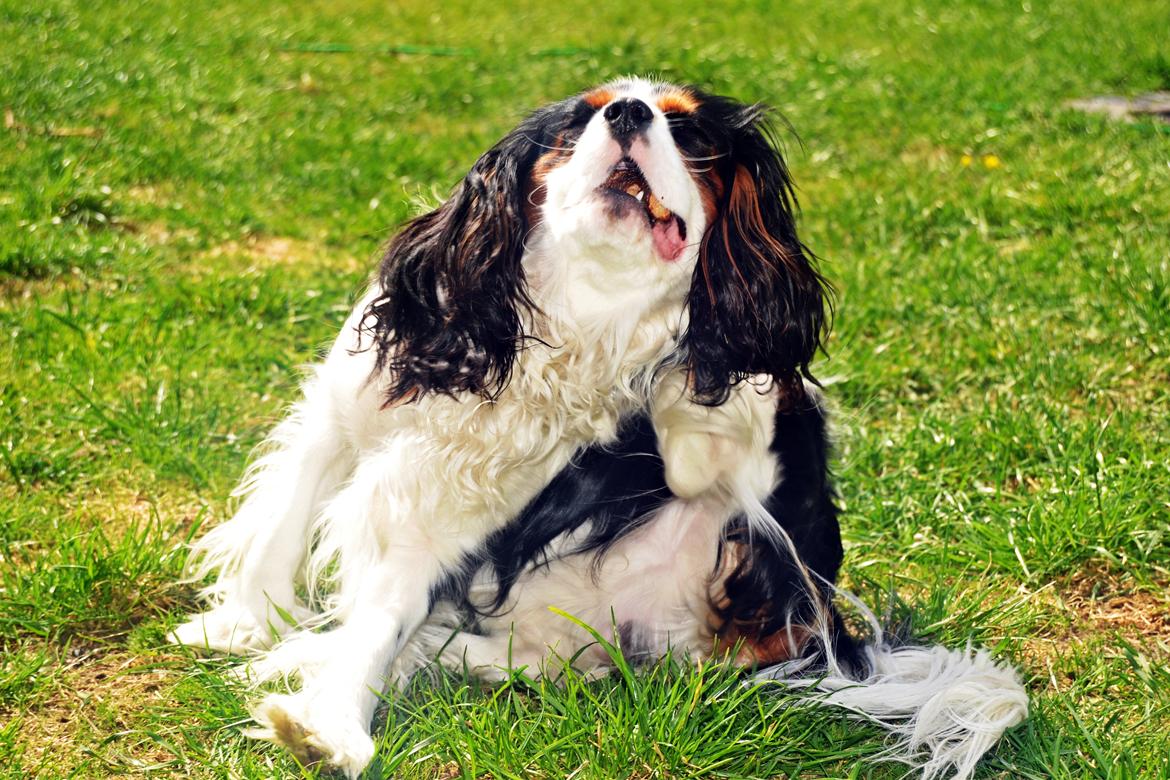 Cavalier king charles spaniel Bosco billede 14