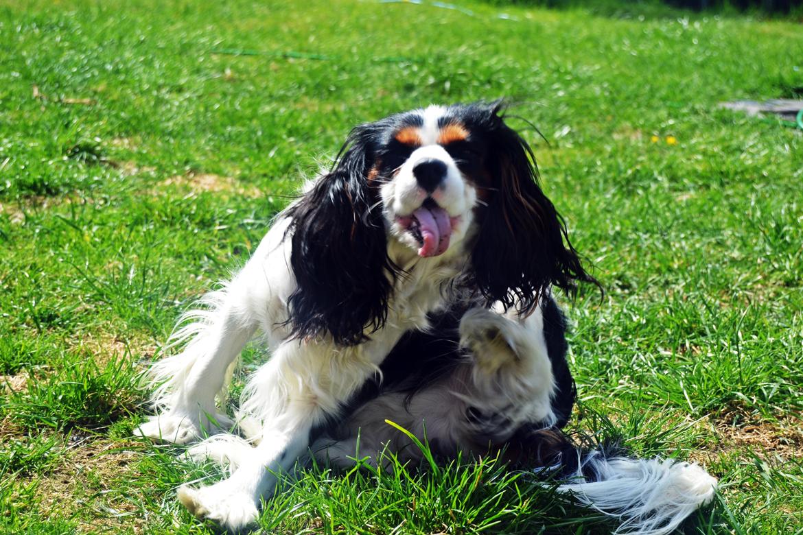 Cavalier king charles spaniel Bosco billede 15