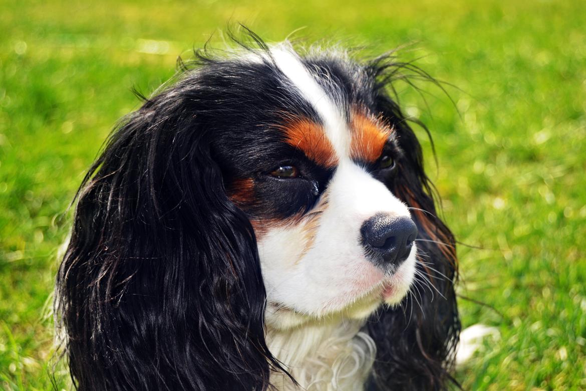 Cavalier king charles spaniel Bosco billede 16