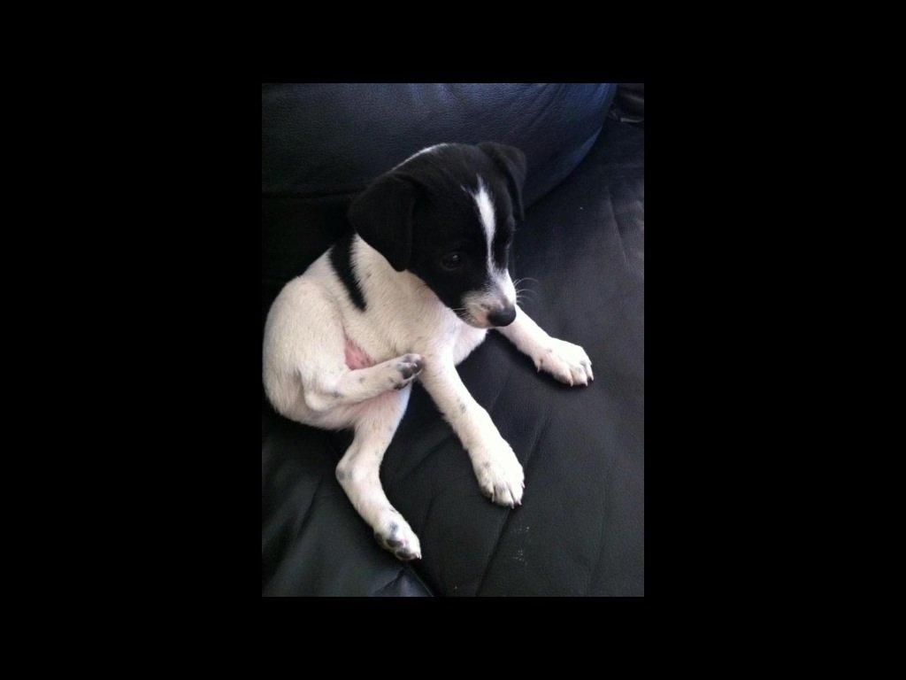 Blanding af racer Frank billede 1