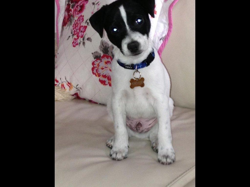 Blanding af racer Frank billede 3