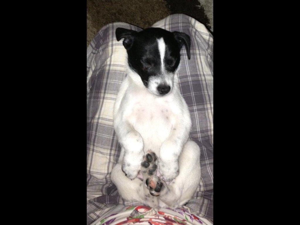 Blanding af racer Frank billede 4