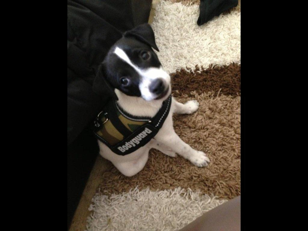 Blanding af racer Frank billede 5